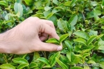 茶葉是打通人體經(jīng)絡(luò)最有效的食品？復(fù)旦研究：不同茶葉有相應(yīng)歸經(jīng)