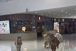 太原一商場內有羊駝奔跑，回應：平時經常遛，不傷人，可以免費摸