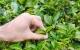 茶葉是打通人體經(jīng)絡(luò)最有效的食品？復(fù)旦研究：不同茶葉有相應(yīng)歸經(jīng)